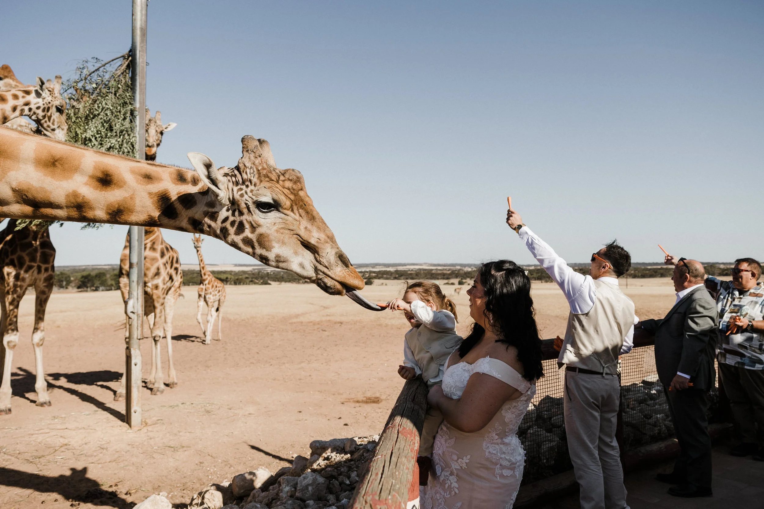 29 Monarto Zoo Wedding - giraffe feeding.jpg