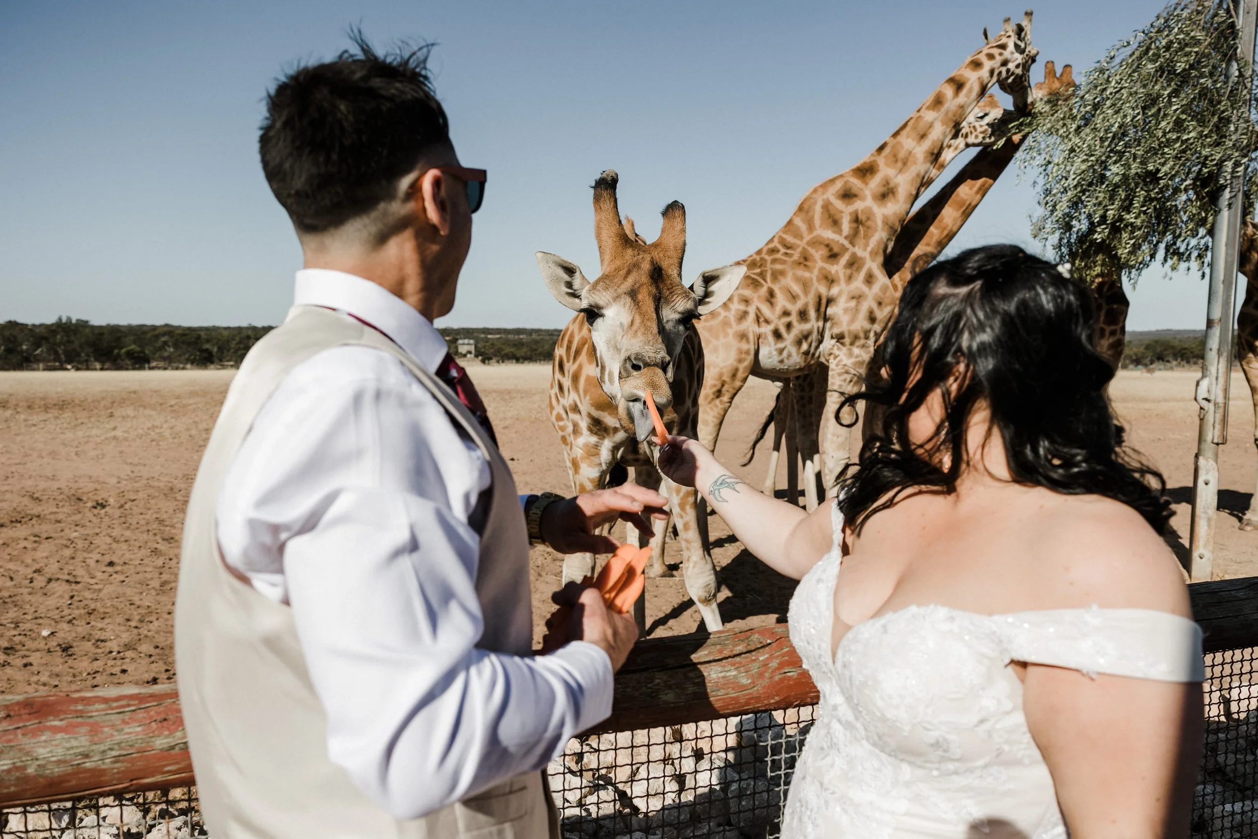 30 Monarto Zoo Wedding - giraffe feeding.jpg