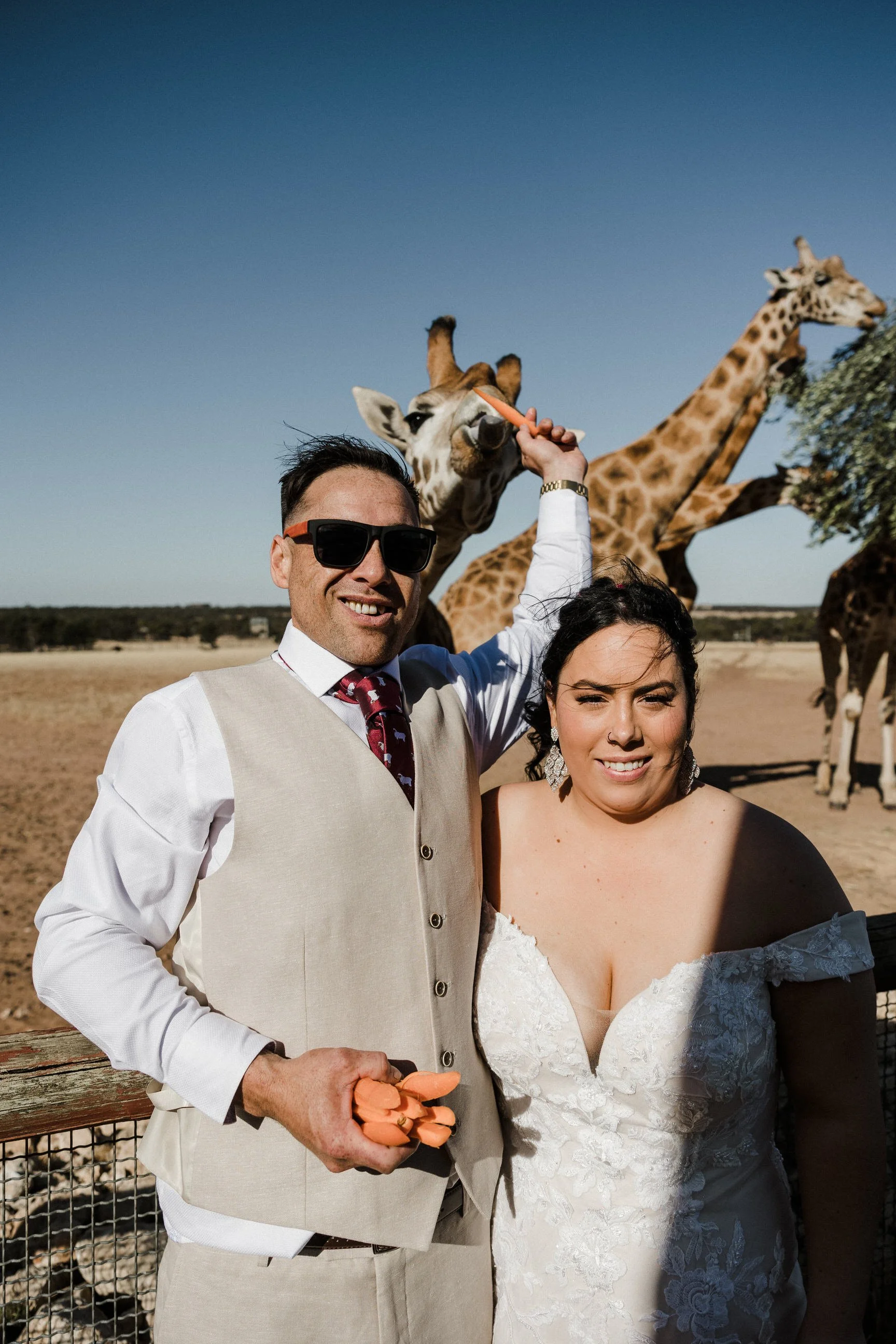 31 Monarto Zoo Wedding - giraffe feeding.jpg