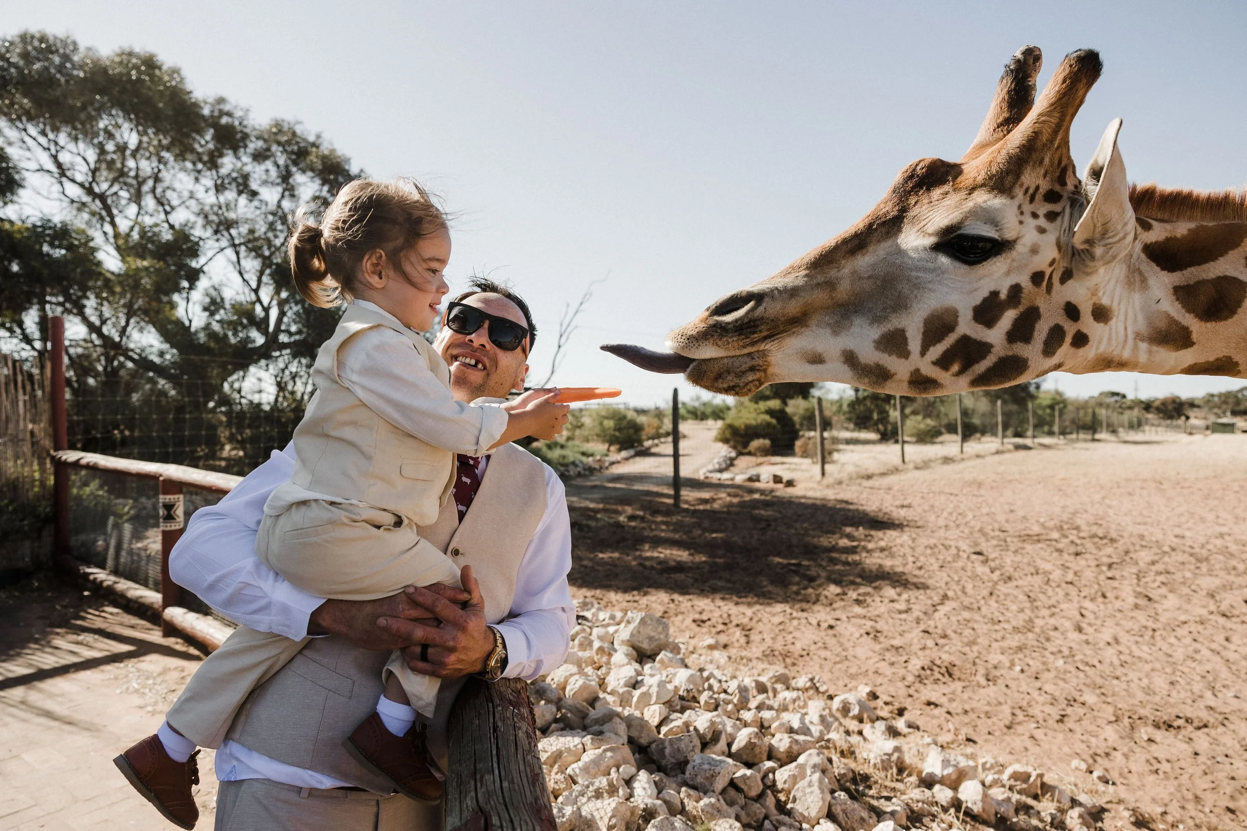 32 Monarto Zoo Wedding - giraffe feeding.jpg