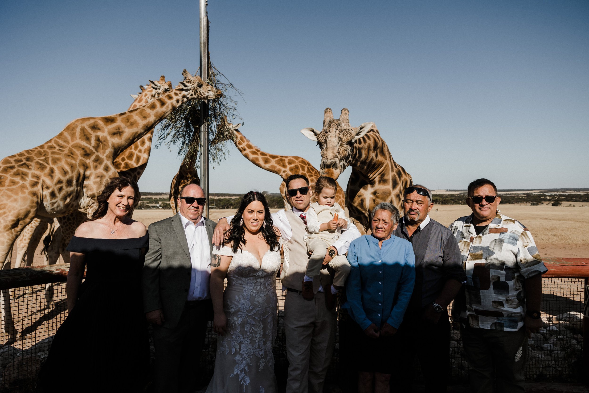33 Monarto Zoo Wedding - giraffe feeding.jpg