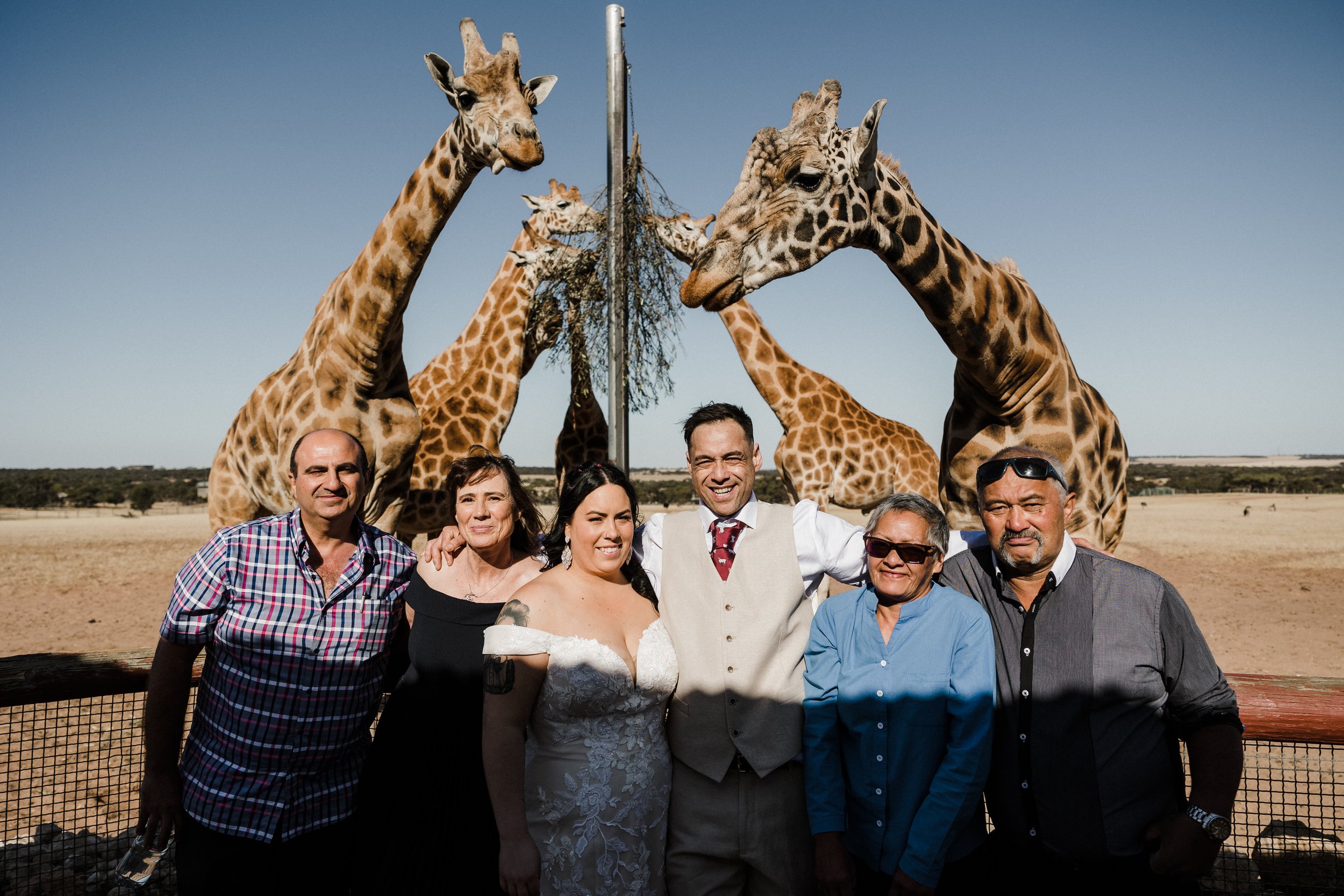 34 Monarto Zoo Wedding - giraffe feeding.jpg