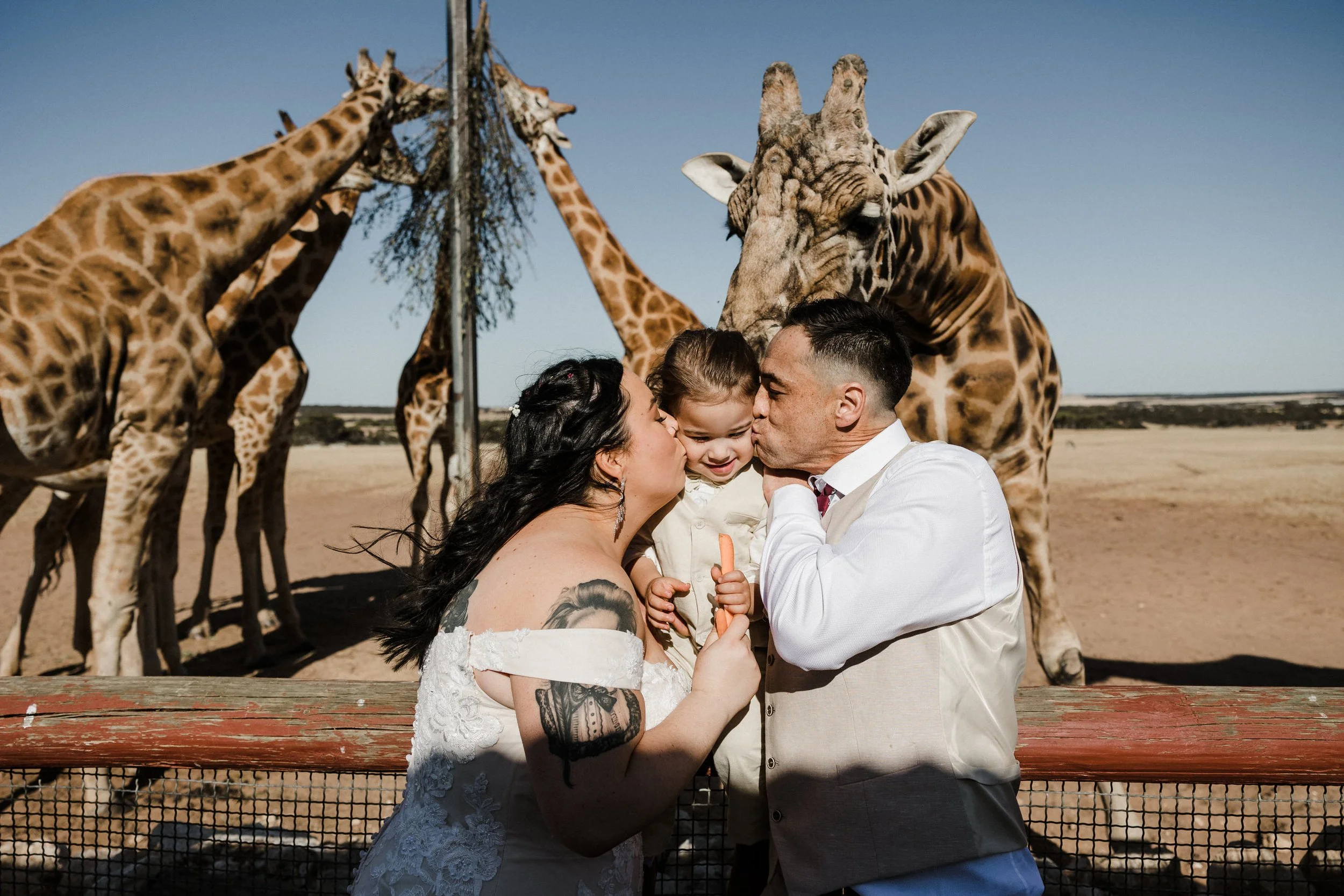 35 Monarto Zoo Wedding - giraffe feeding.jpg