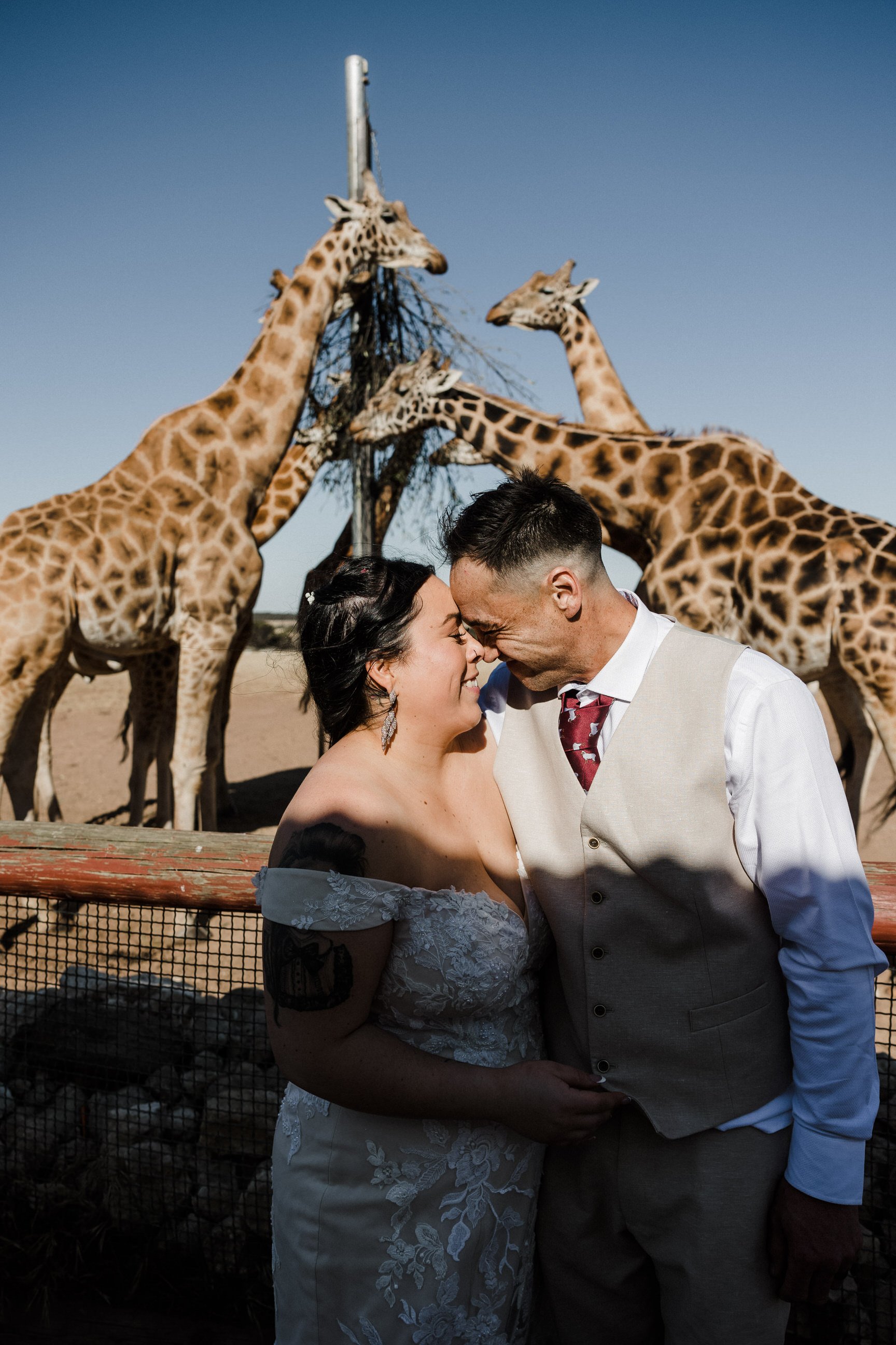36 Monarto Zoo Wedding - giraffe feeding.jpg