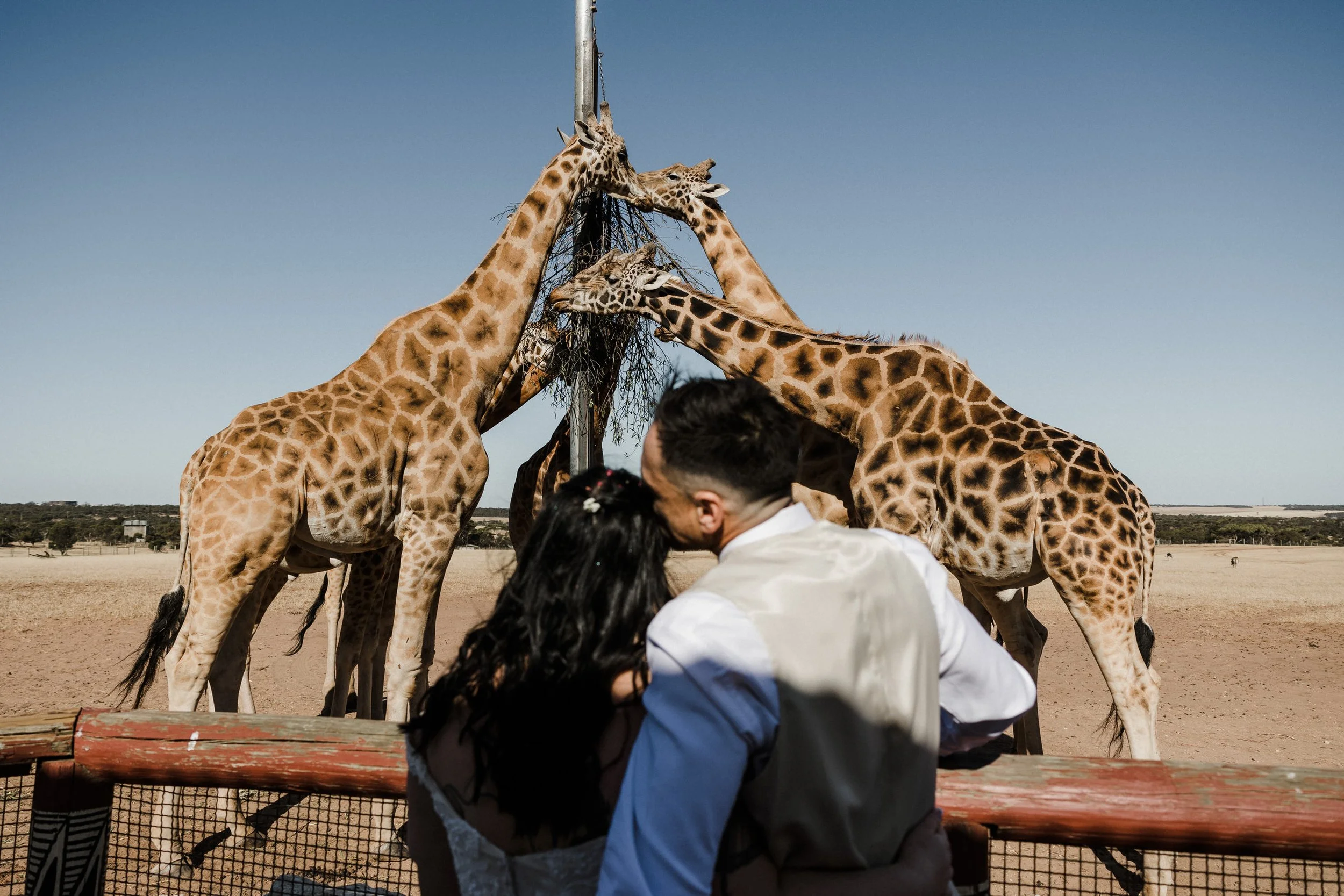 37 Monarto Zoo Wedding - giraffe feeding.jpg