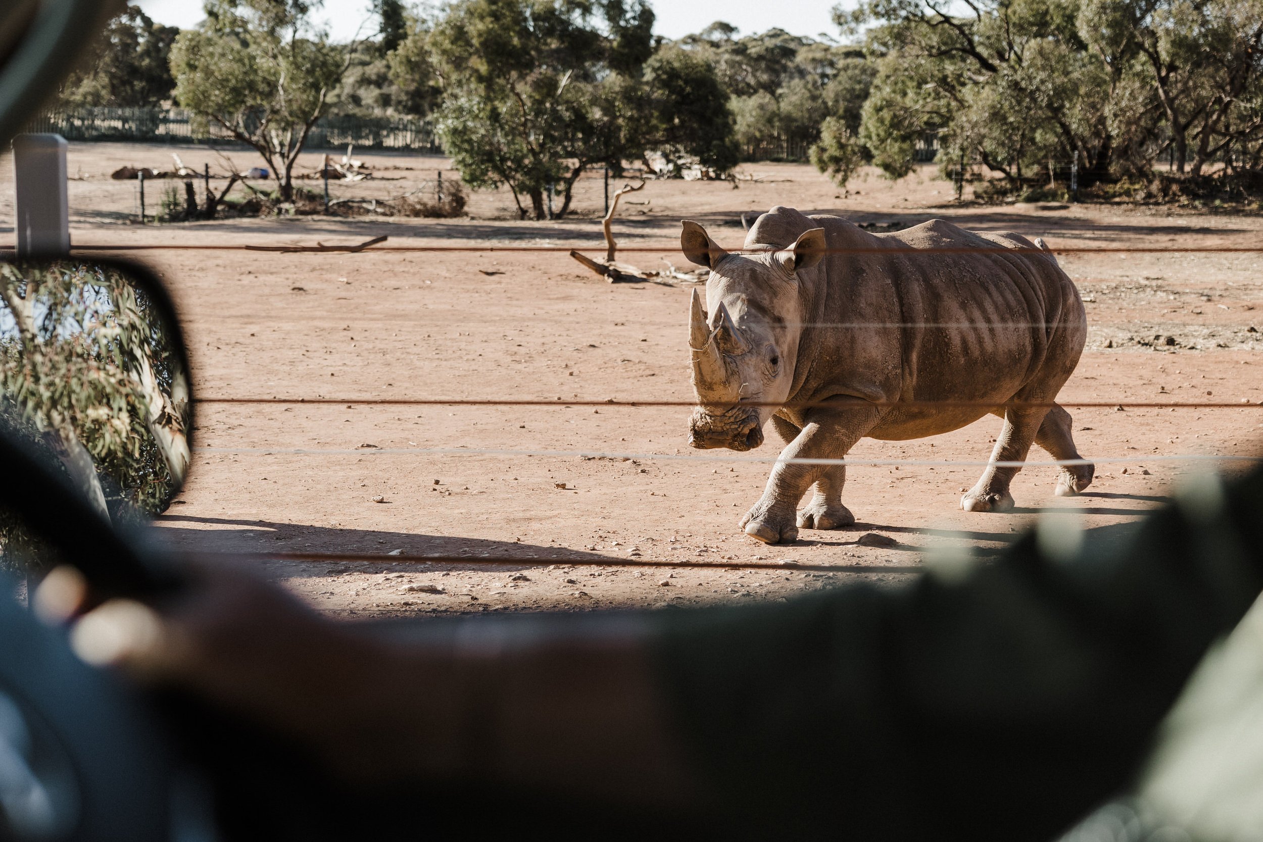 46 Monarto Zoo Wedding - animals.jpg