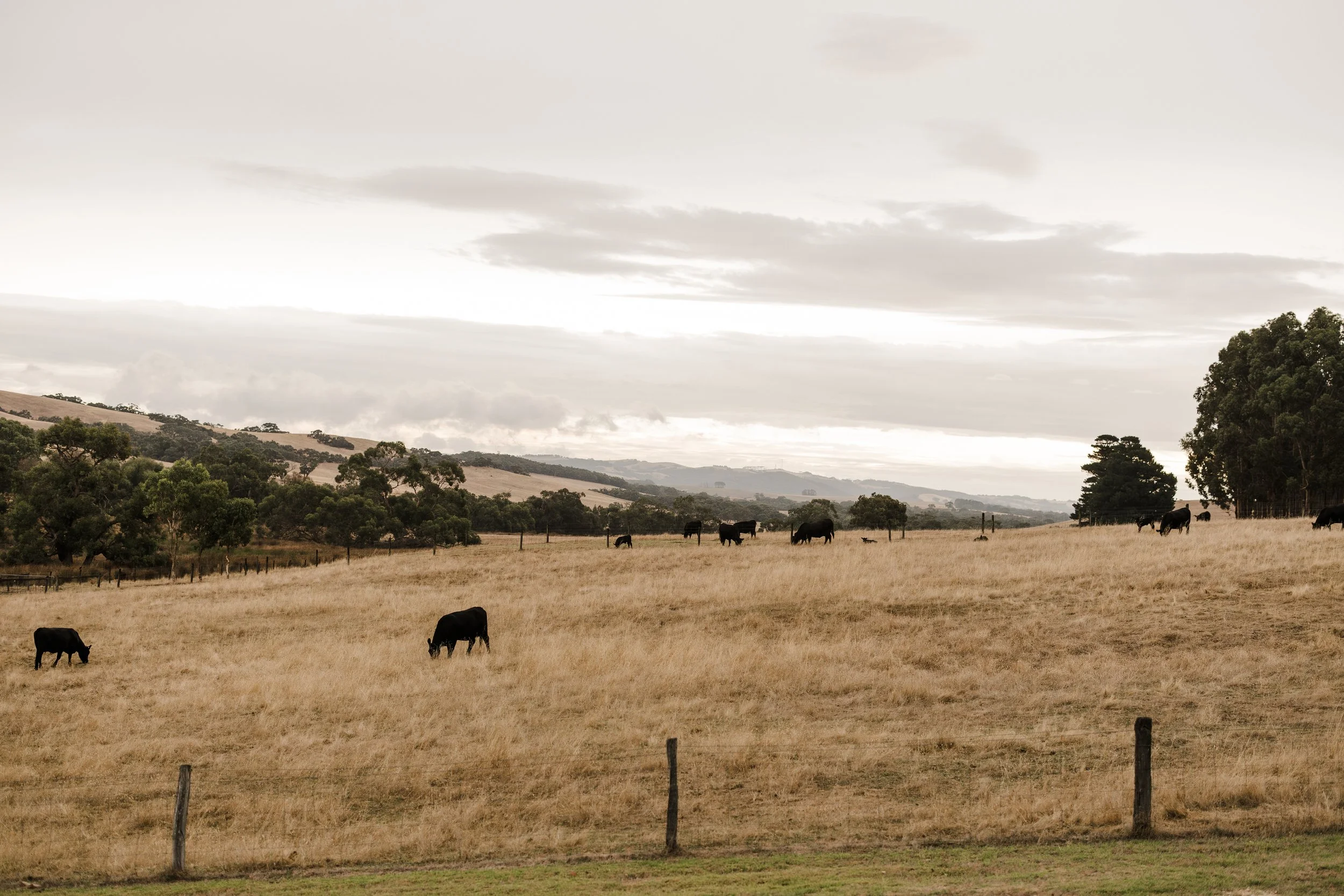 34 Mount Beare Station Wedding reception.jpg
