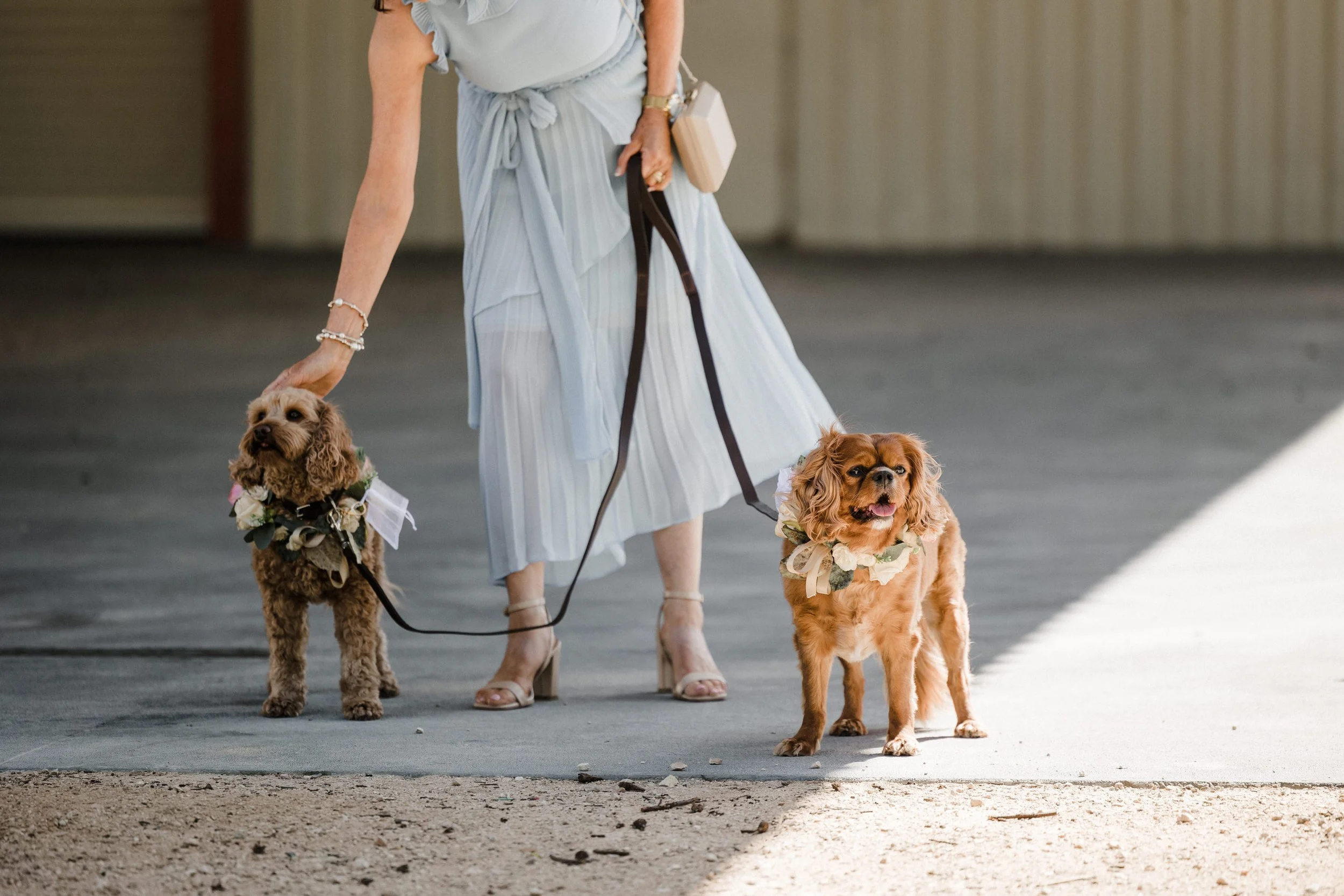 22 Lake Breeze Wines Elopement Ceremony Dogs.jpg