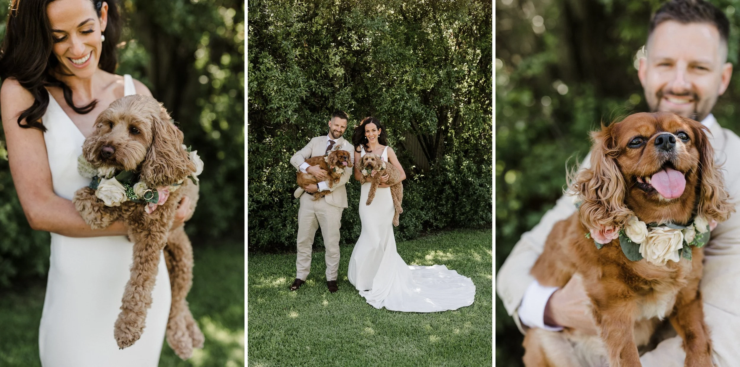 33 Lake Breeze Elopement Portraits with dogs.jpg