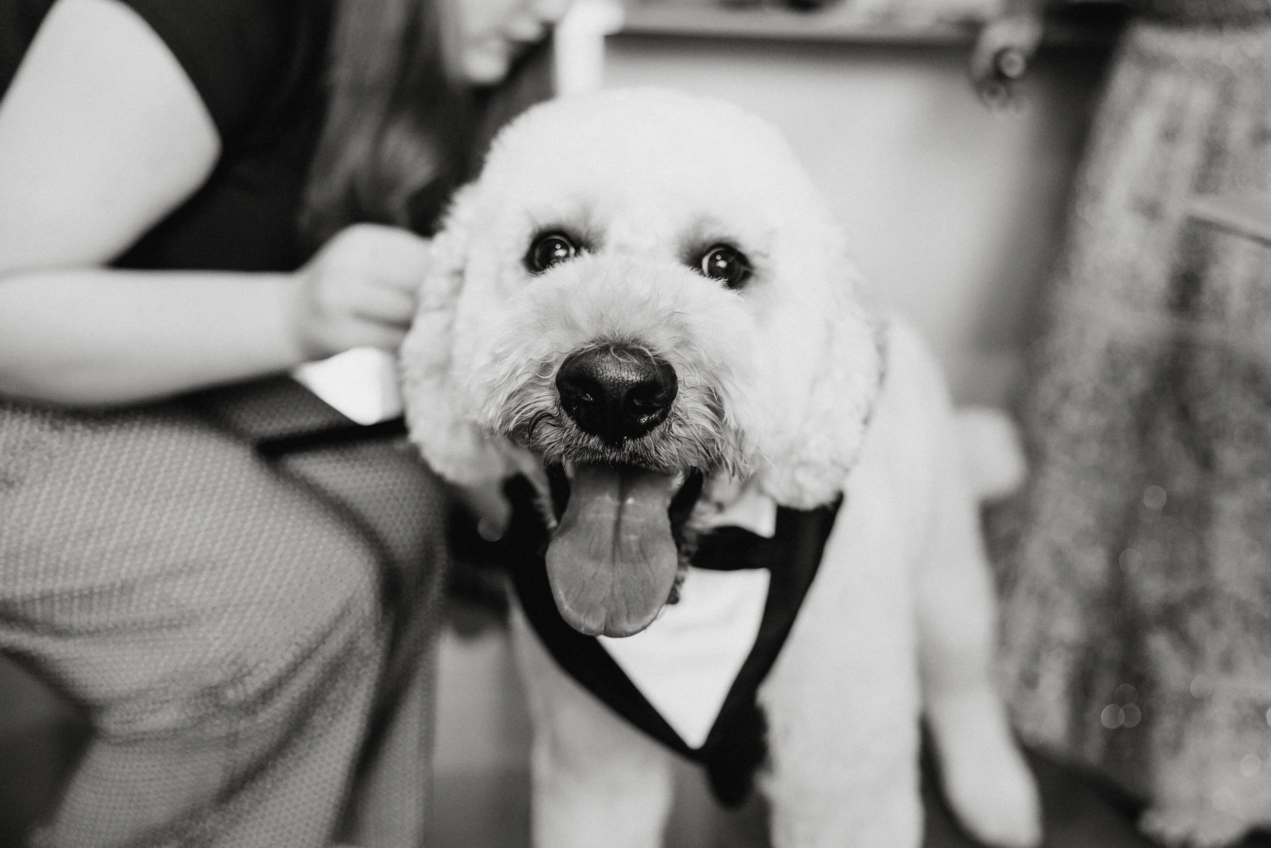 04 bride prep wedding dog.jpg