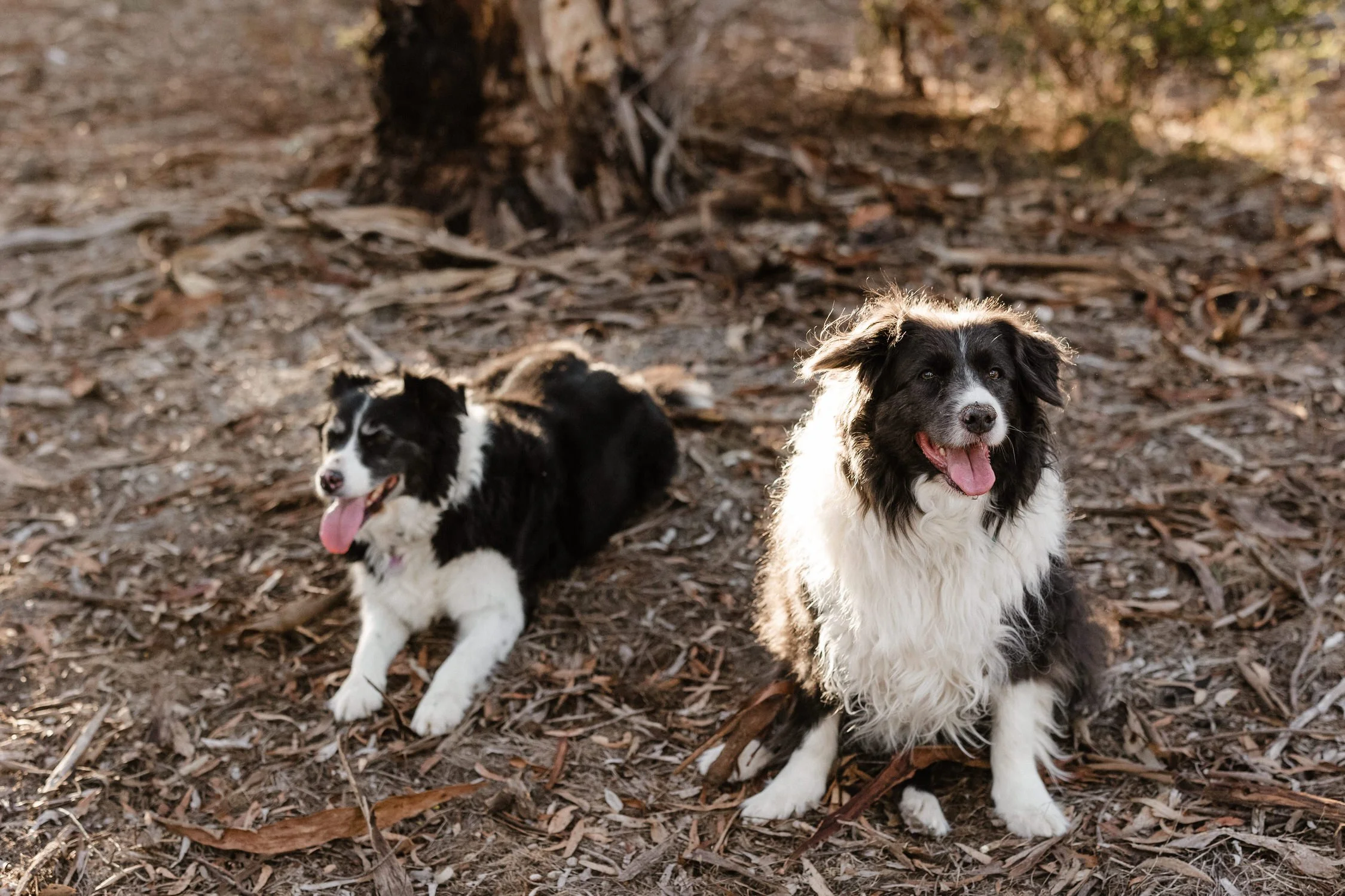 04 Auburn Clare Valley Portraits with dogs.jpg