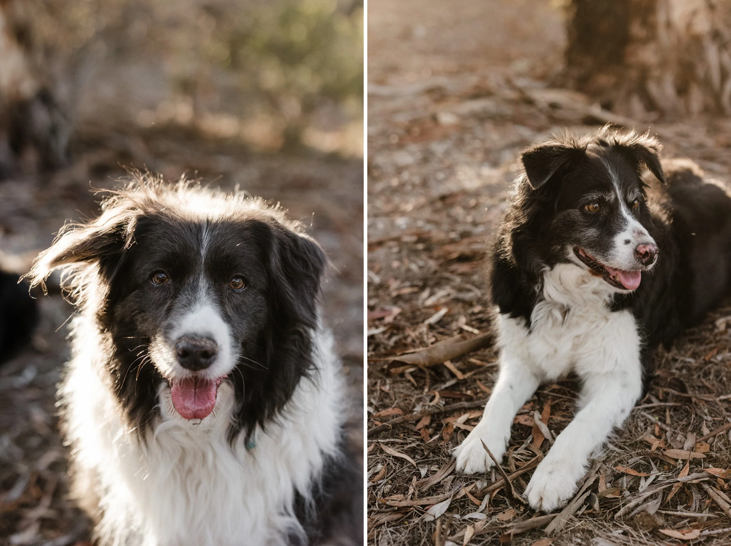 05 Auburn Clare Valley Portraits with dogs.jpg