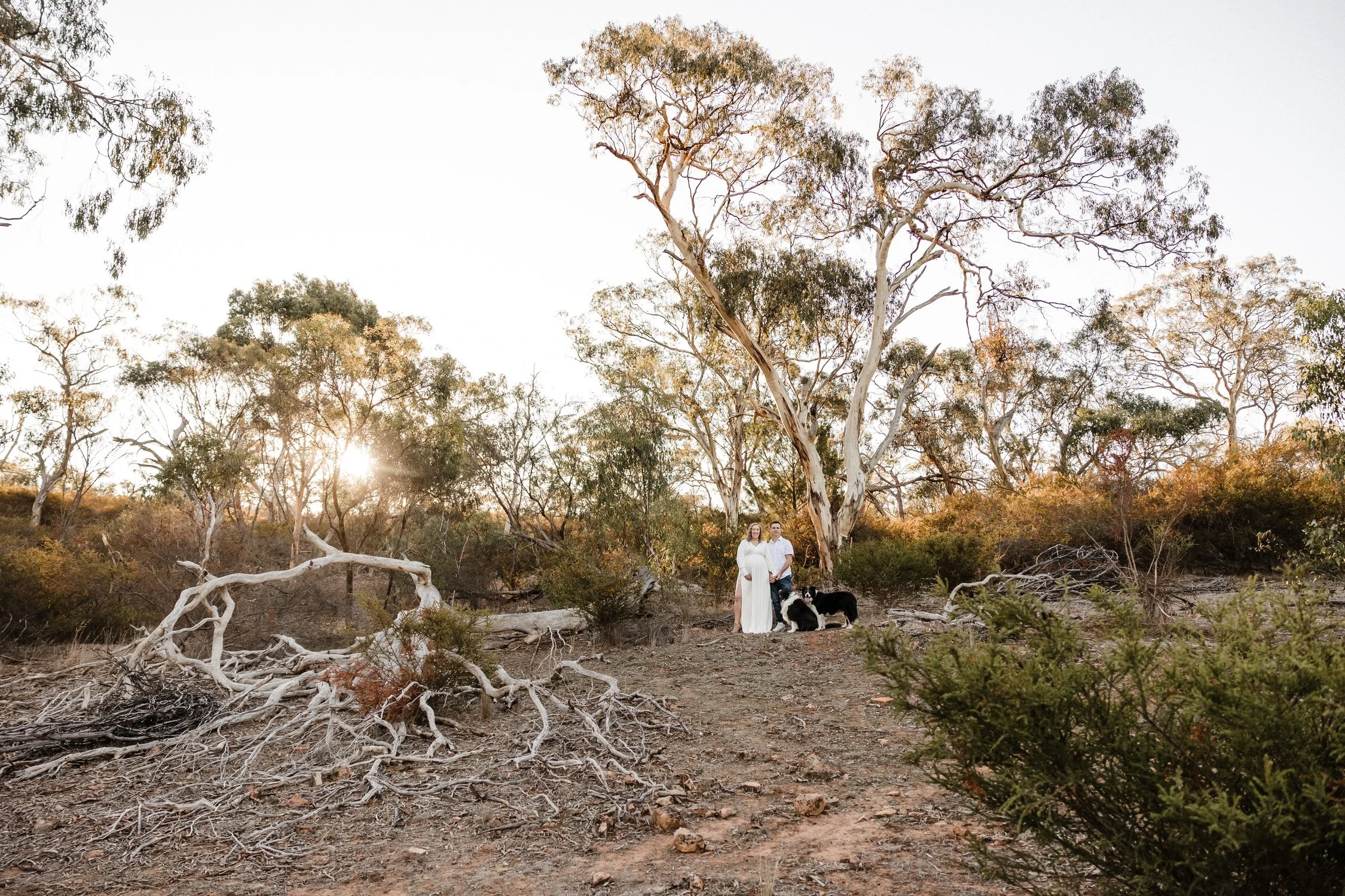 11 Auburn Clare Valley Farm Maternity Portraits in the scrub with dogs.jpg