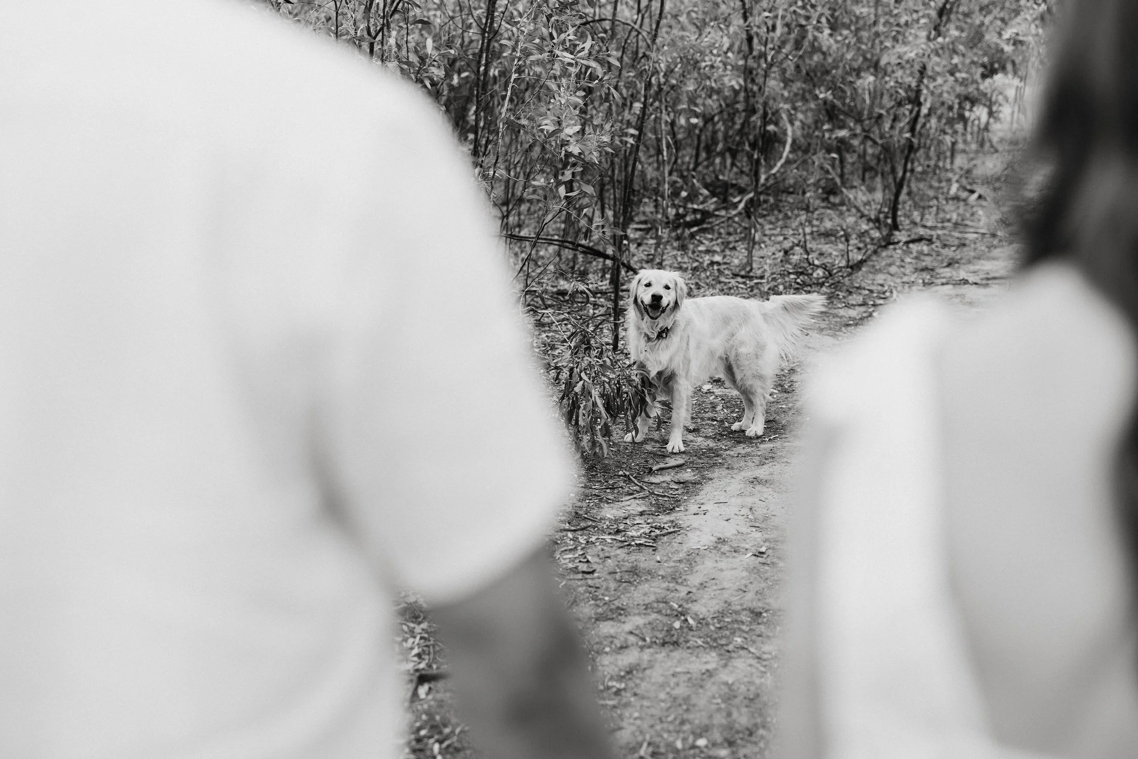 04 The Pines Kapunda engagement portraits with dog.jpg