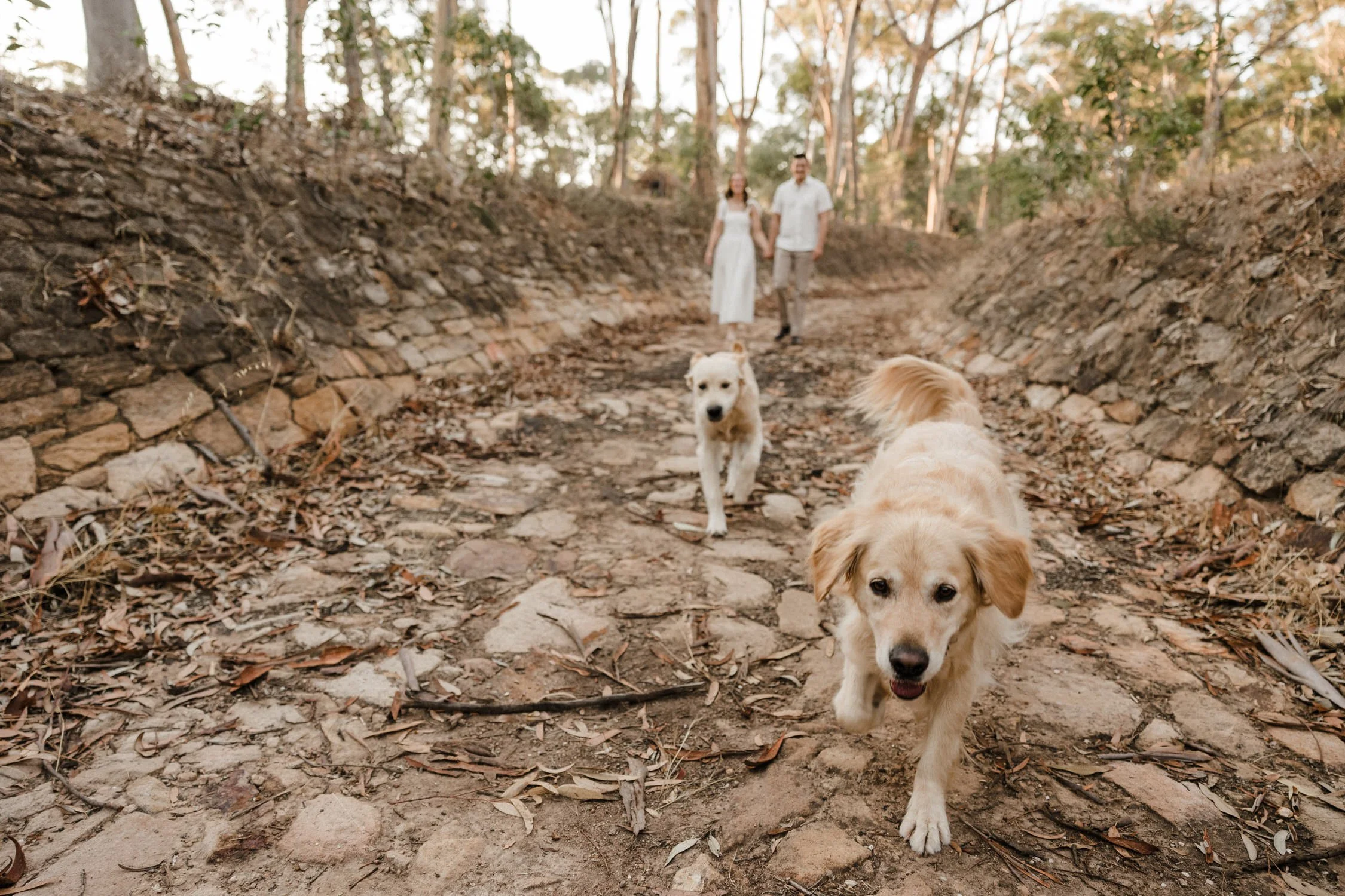 10 The Pines Kapunda engagement portraits with dogs.jpg