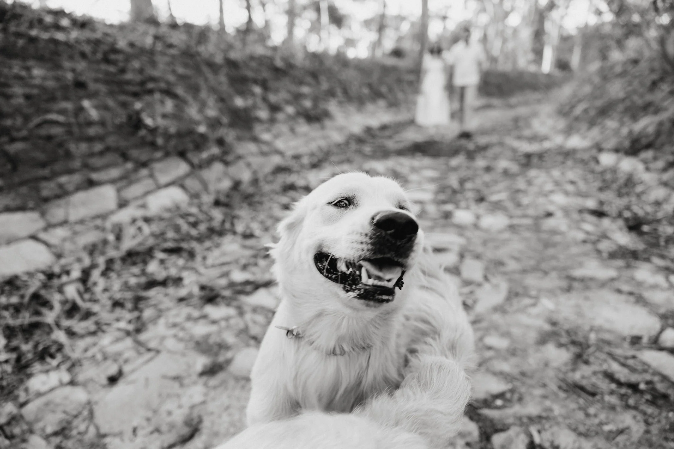 11 The Pines Kapunda engagement portraits with dogs.jpg