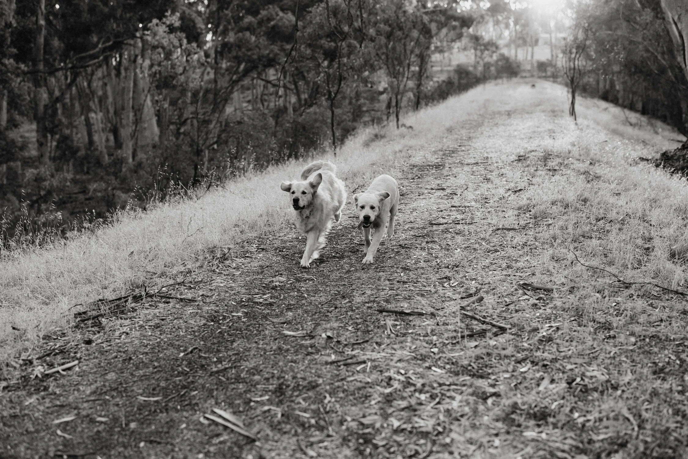 21 The Pines Kapunda engagement portraits with dogs.jpg