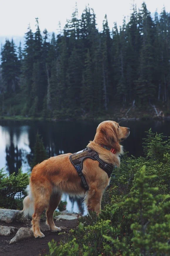 Dog at Hayes Lake.jpg