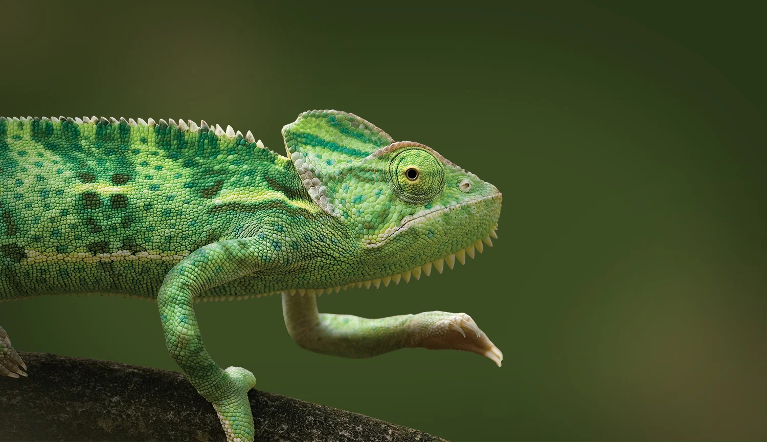 Homepage_Images_NatGeo.jpg
