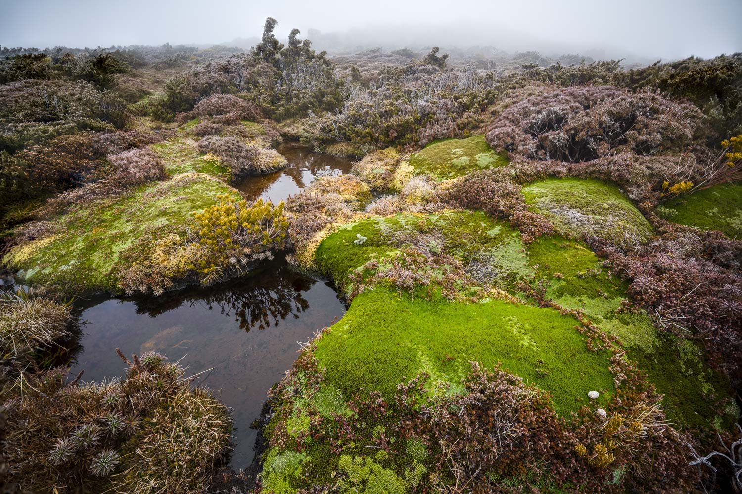 Tasmanian Photography - Wilkography - Mt Field National Park-13.jpg