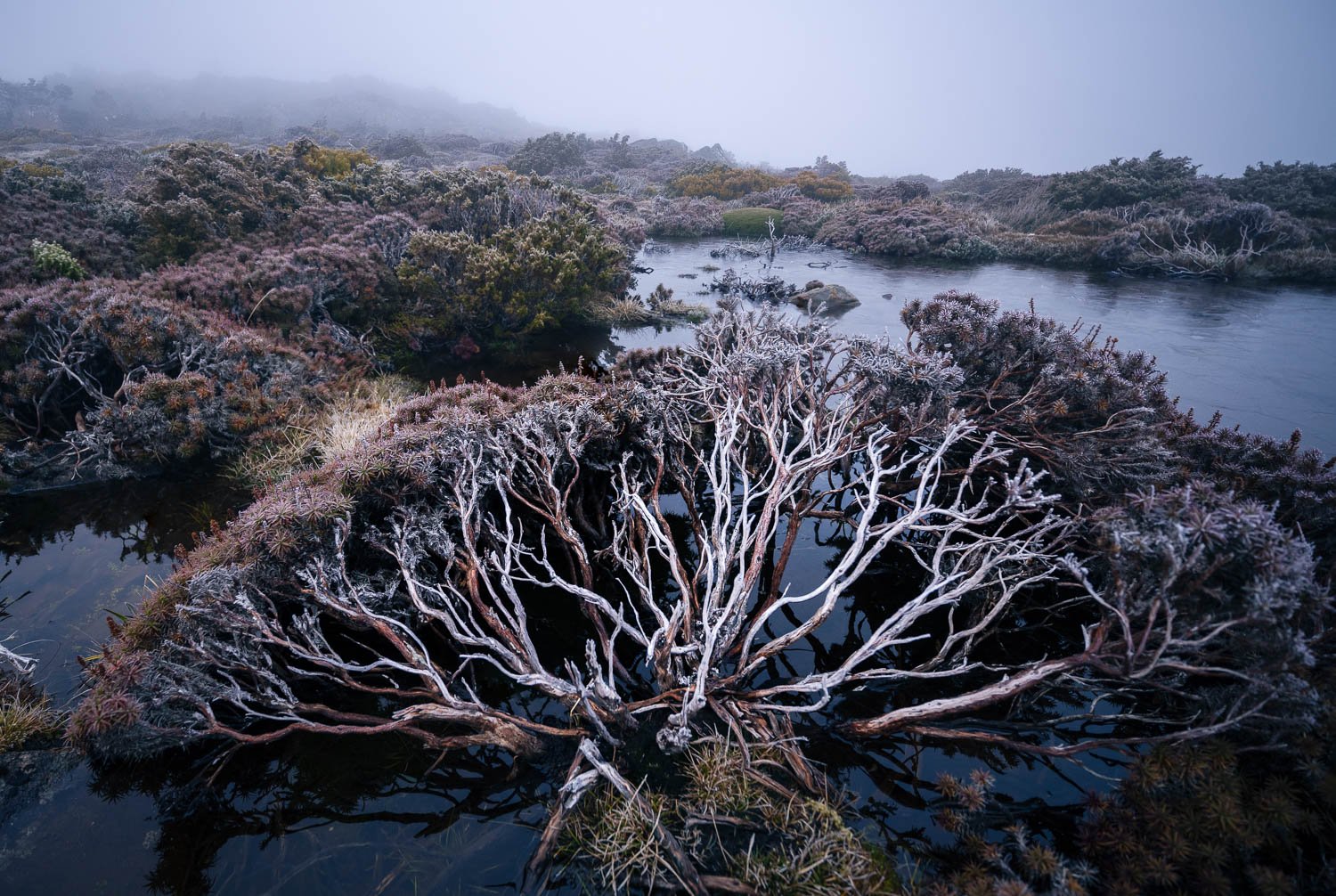 Tasmanian Photography - Wilkography - Mt Field National Park-15.jpg