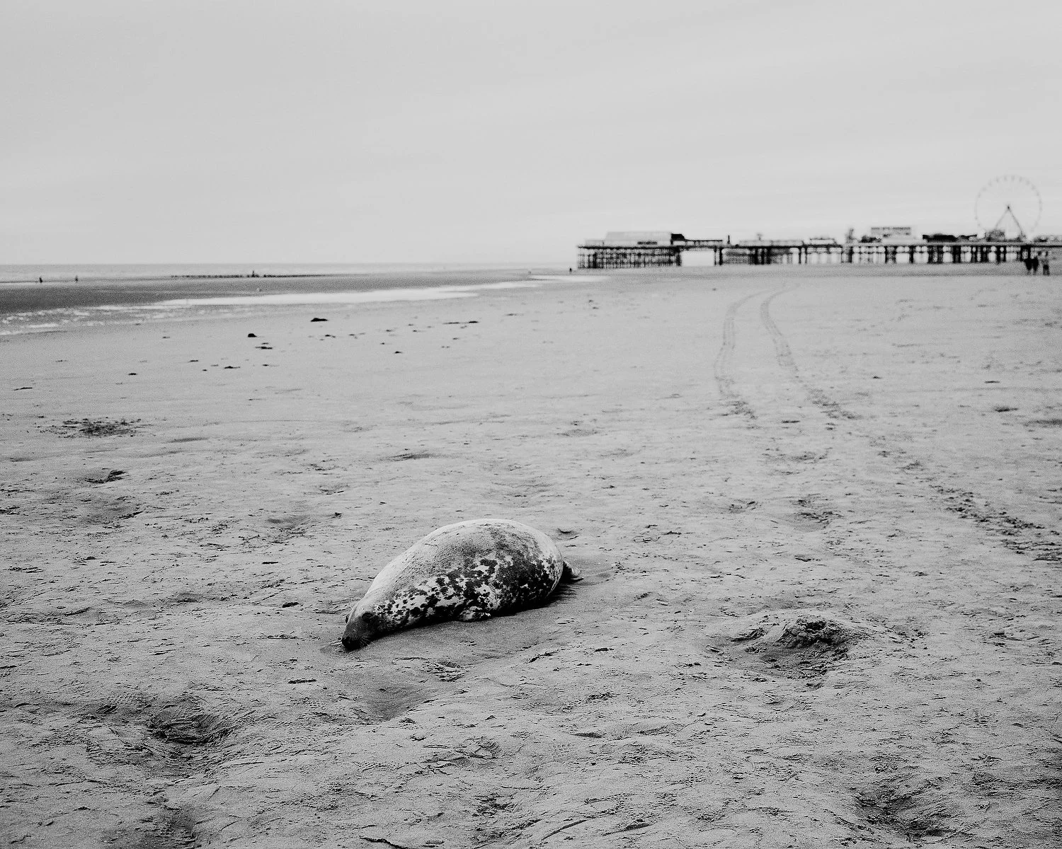   Blackpool, United Kingdom, September 2016: Dead seal.  