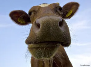 cows-300x220.jpg