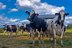 cows2-300x199.jpg