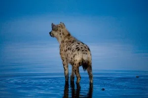 hyena-300x199.jpg