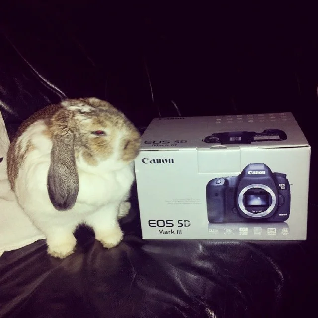 Lúlli being the cute bun that she is, wondering about this strange new thing.