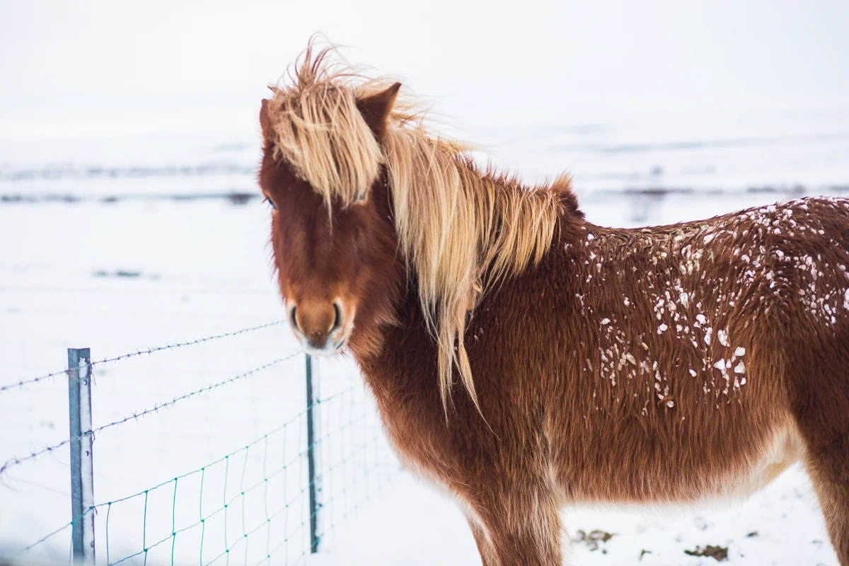 De Standaard and Inside Iceland