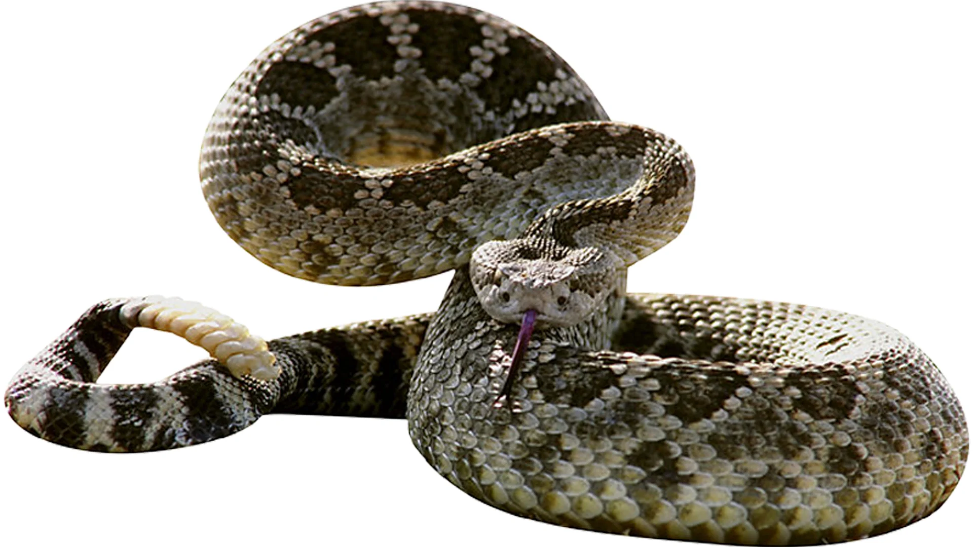 Shrewd as Snakes