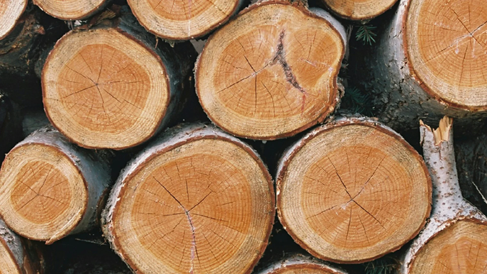 239_PLANK EYE.jpg