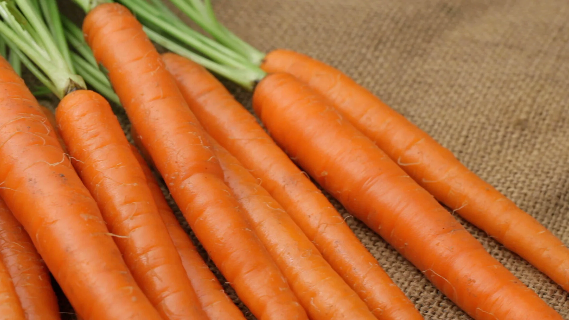 The Carrot