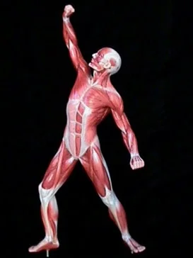 Muscleman.jpg