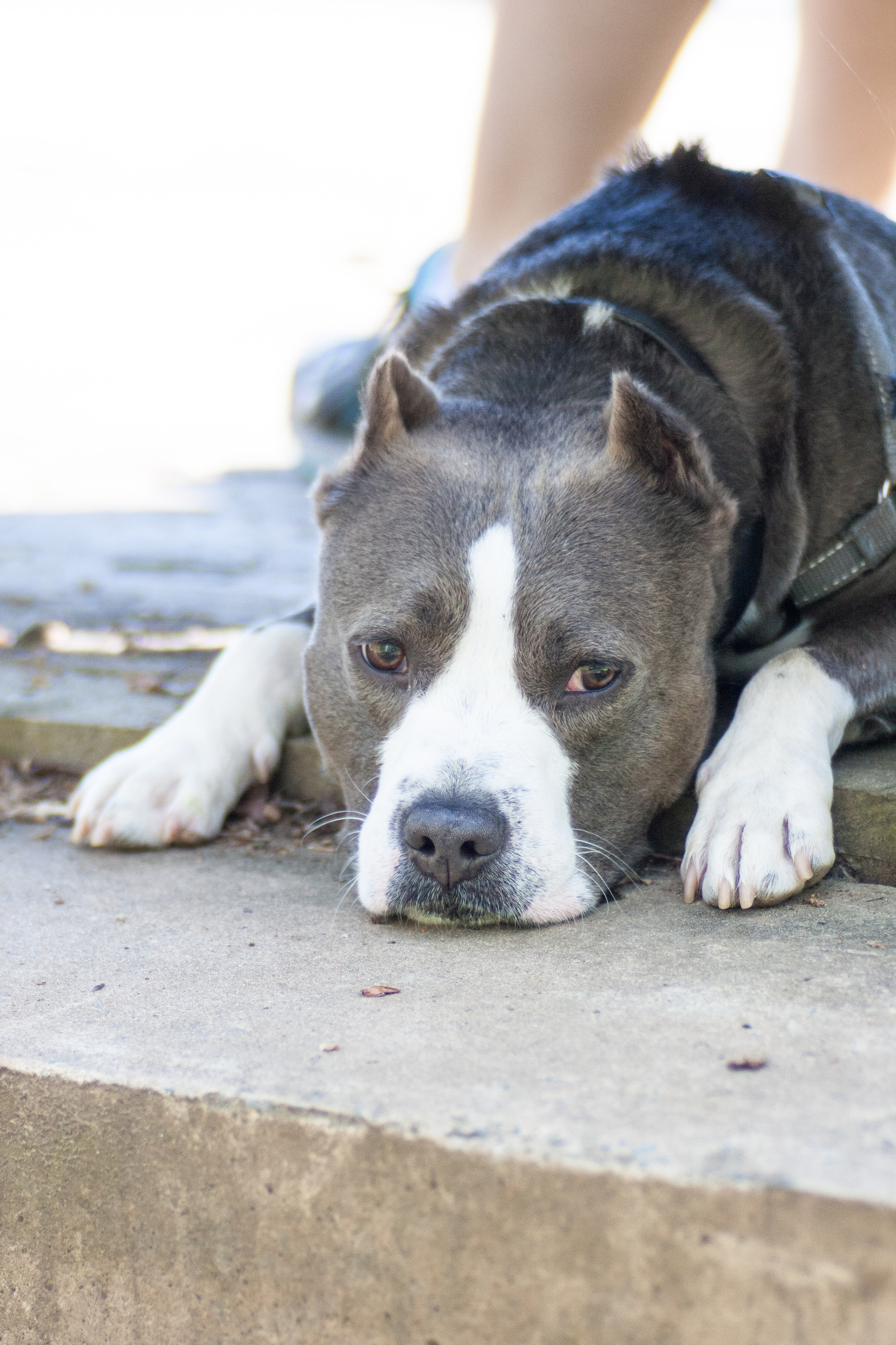  Oliver the adorable Pitbull takes a rest in the shade 