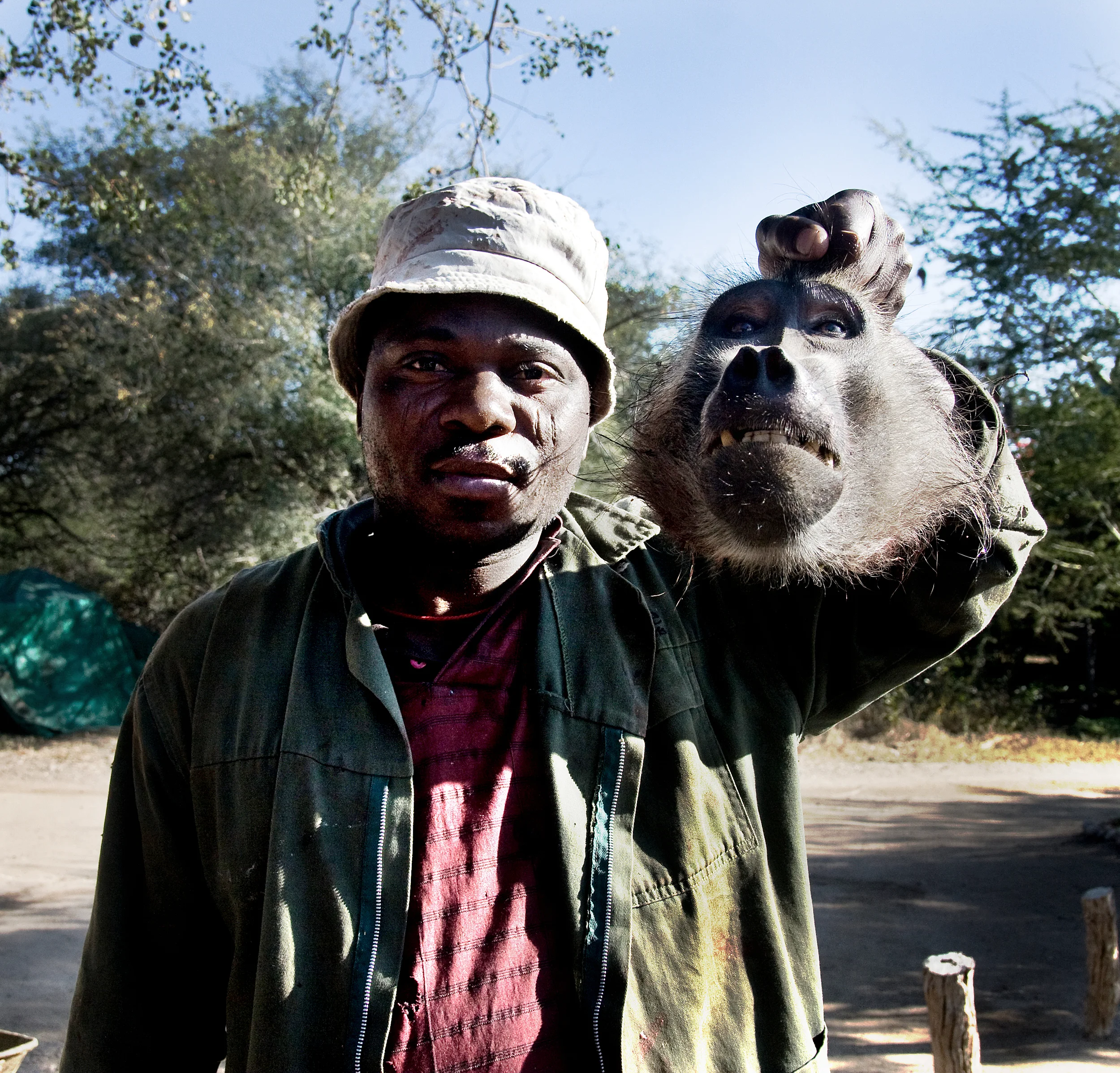 Safari, Limpopo, South Africa