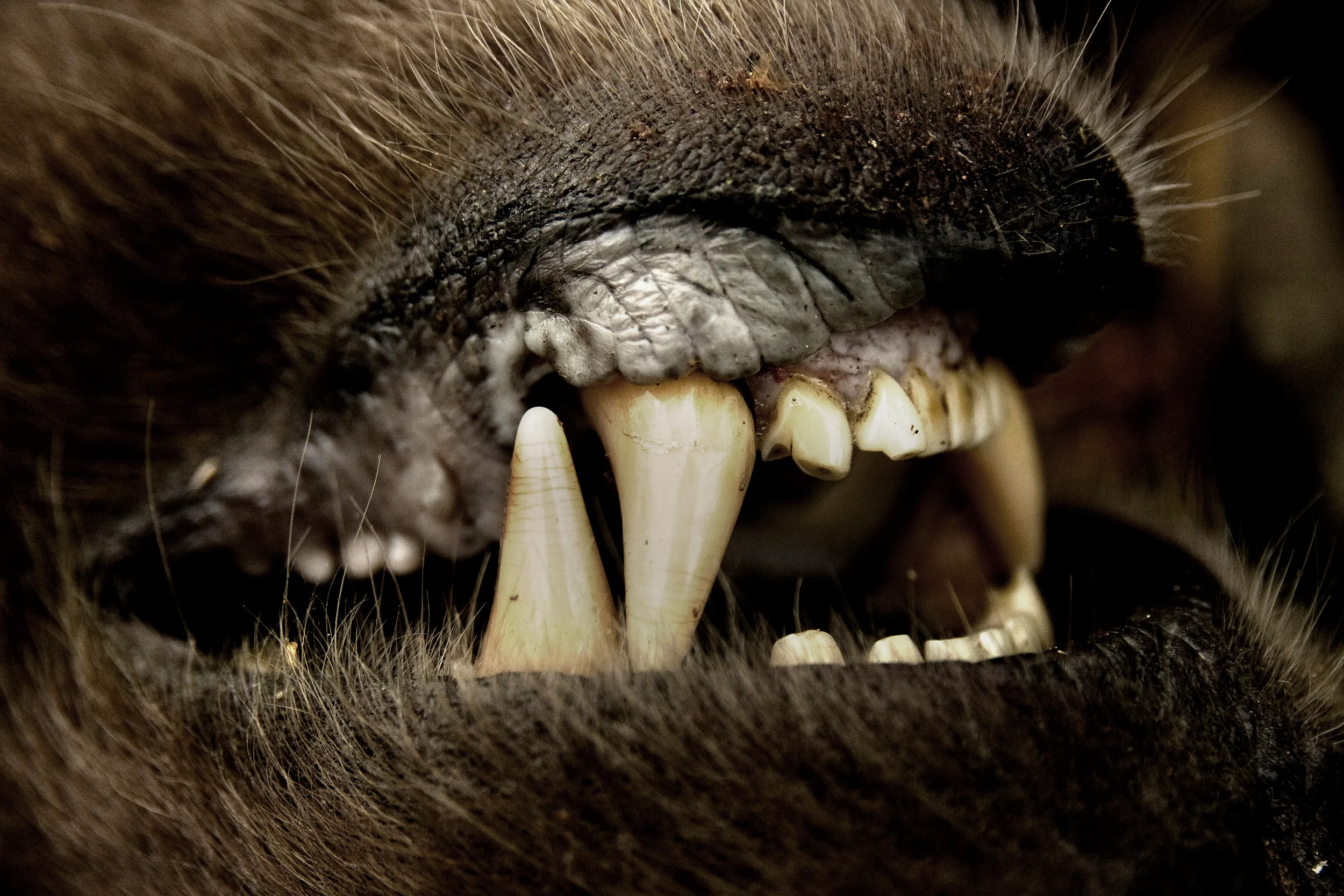 Bear Hunt, Outdoor Life Magazine