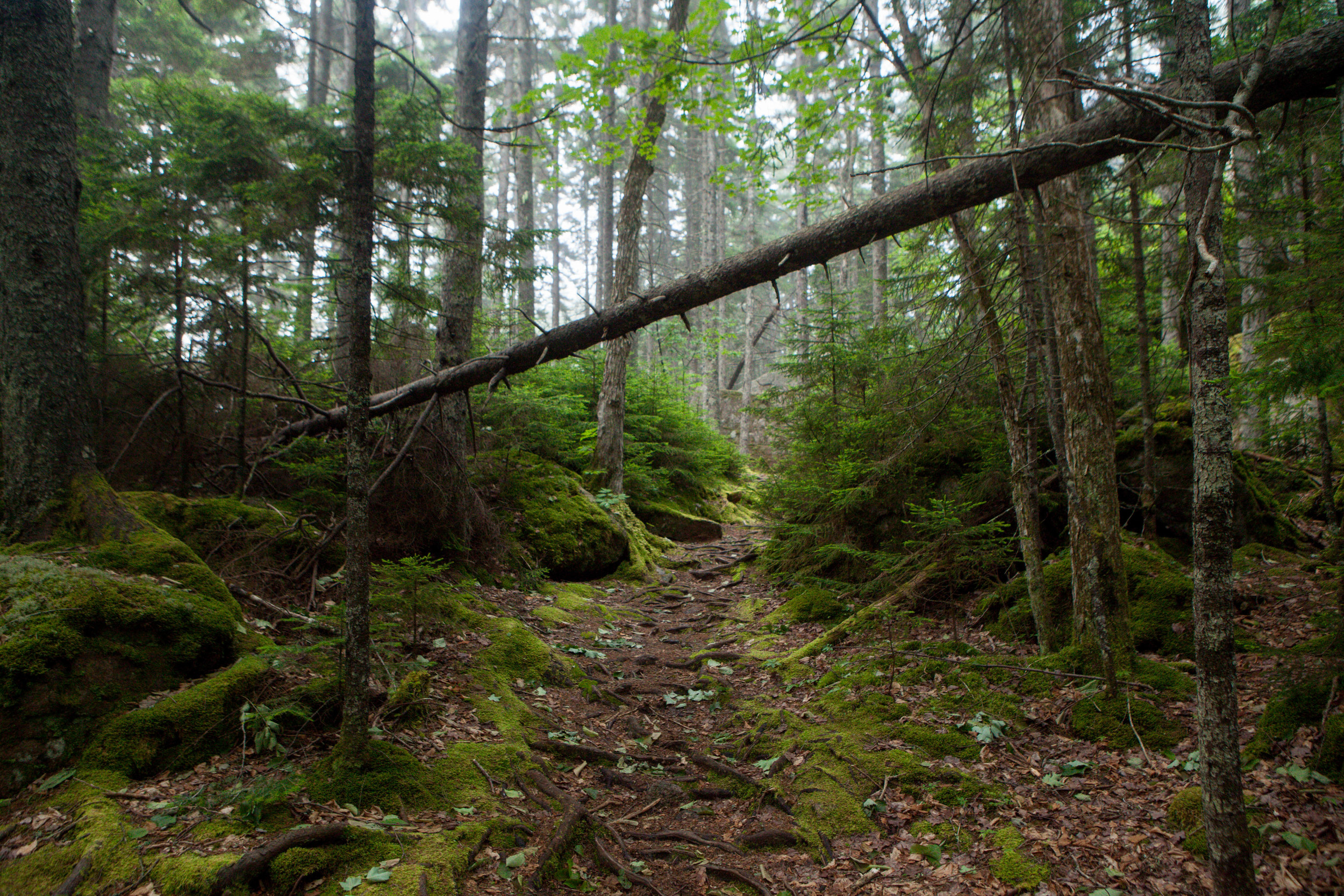 The Trails of Acadia for the New York Times