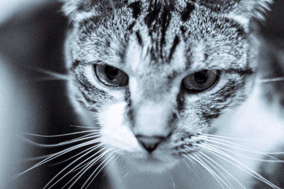 Screen Shot 2015-11-25 at 9.27.54 PM.png