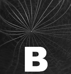 B thumbnail low starfish corrected.jpg