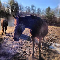 Slew B Do - Owned by Erin - passed January 2013