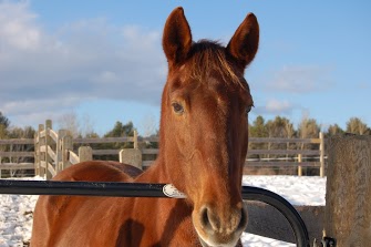 Sophie - Owned by Ellen - passed October 2007