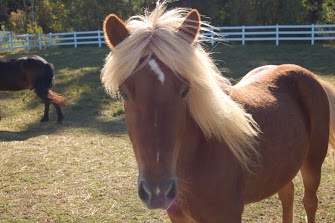 Keltic - Owned by Shelly - passed June 2007