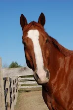 Rusty - Owned by Ashley - passed May 2007