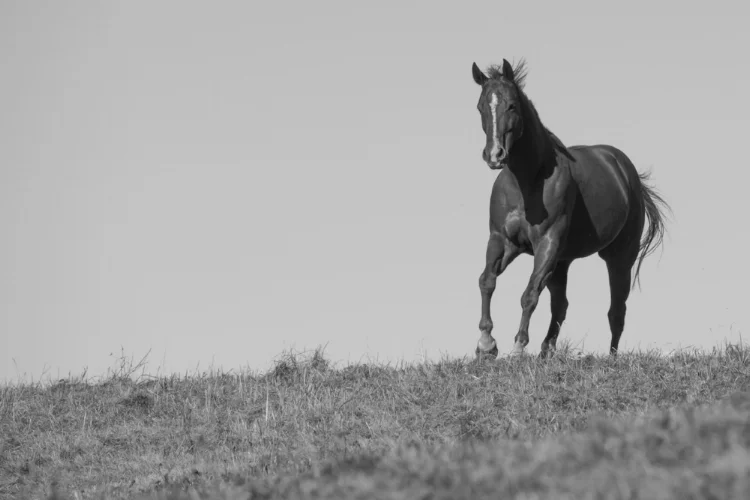 Dudley - Owned by Doug & Sheila - passed August 2016