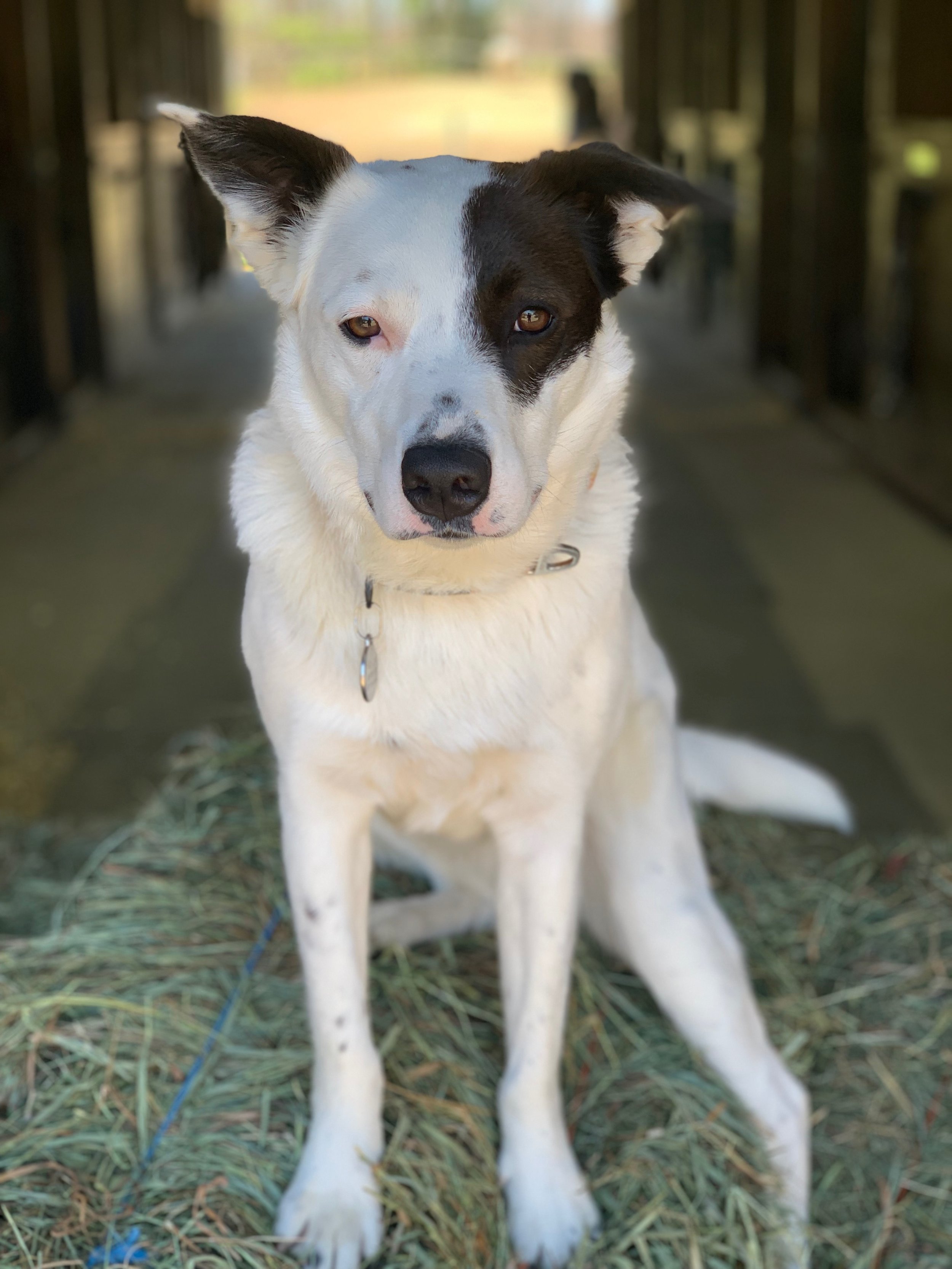 Katy - our 8 year old Cattle dog mix