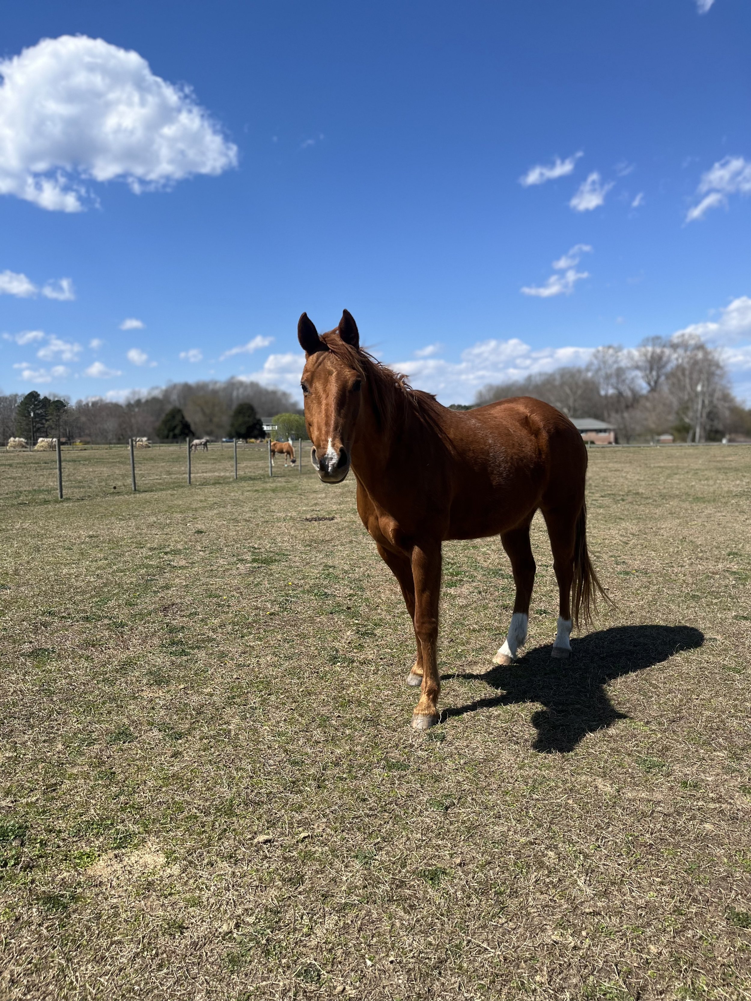 Daphne JPEG version.jpg