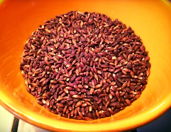 Purple Barley the Body Heater