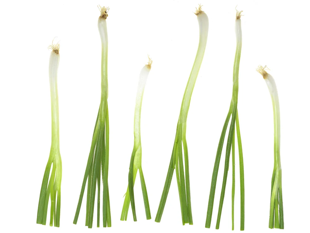 Lighten Up!  Spring's Almost Here!
